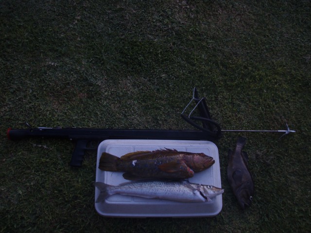 52 cm whiting and 50cm harliquin